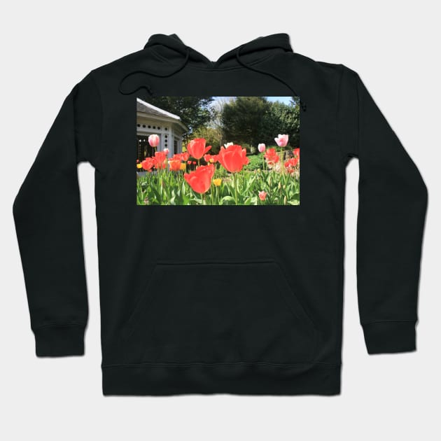 Tulips in bloom, April 2022 Hoodie by RedHillDigital